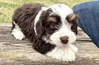 Gippy, a male Aussiedoodle for sale in Wawaka, IN – Photo 5 of 7