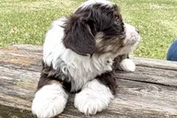 Gippy, a male Aussiedoodle for sale in Wawaka, IN – Photo 4 of 7