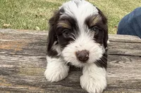Gippy, a male Aussiedoodle for sale in Wawaka, IN – Photo 7 of 7