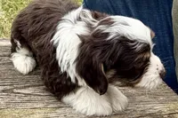 Gippy, a male Aussiedoodle for sale in Wawaka, IN – Photo 3 of 7