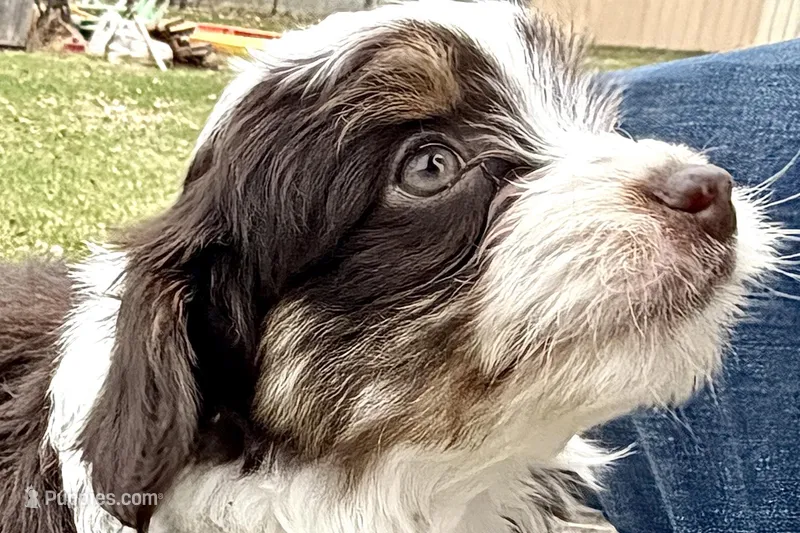 Gippy – Aussiedoodle puppy for sale in Wawaka, IN