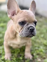 Coral, a female French Bulldog for sale in Bristol, IN – 9 of 10
