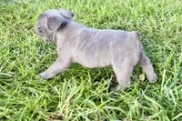 Duke, a male French Bulldog for sale in Bristol, IN – 10 of 10