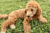 Whisper, a female Goldendoodle for sale in Bristol, IN – 9 of 9