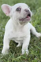 Stella, a female French Bulldog for sale in Bristol, IN – 3 of 8