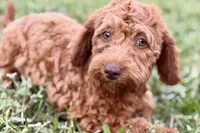 Waverley, a female Goldendoodle for sale in Bristol, IN – 10 of 10