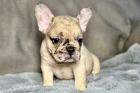 Hank, a male French Bulldog for sale in Bristol, IN – 8 of 9