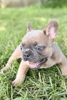 Dash, a male French Bulldog for sale in Bristol, IN – 8 of 10