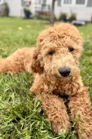 Whisper, a female Goldendoodle for sale in Bristol, IN – 6 of 9