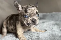 Hudson , a male French Bulldog for sale in Bristol, IN – 2 of 10