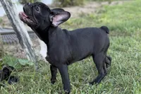 Queenie, a female Frenchton for sale in Bristol, IN – 5 of 9