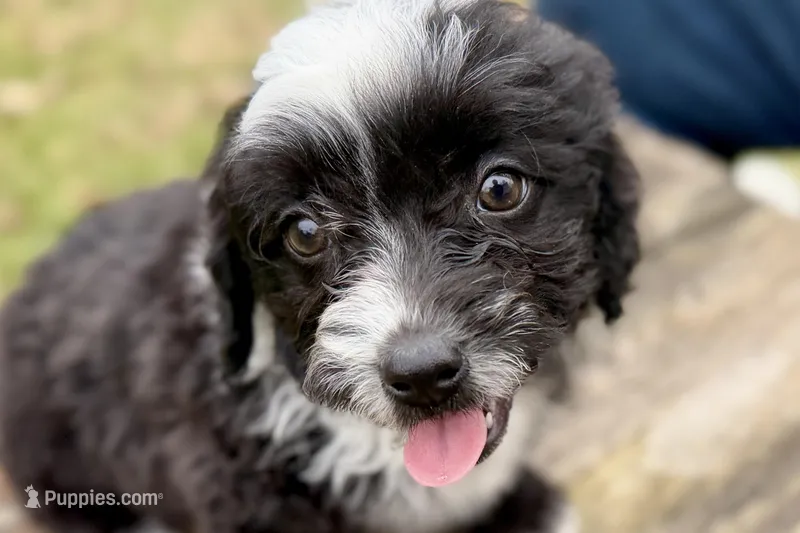 Gabe – Aussiedoodle puppy for sale in Bristol, IN