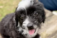 Gabe, a male Aussiedoodle for sale in Bristol, IN – Photo 1 of 5
