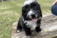 Gabe, a male Aussiedoodle for sale in Bristol, IN – Photo 3 of 5
