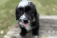 Gabe, a male Aussiedoodle for sale in Bristol, IN – Photo 4 of 5