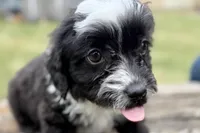Gabe, a male Aussiedoodle for sale in Bristol, IN – Photo 2 of 5
