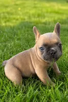 Dash, a male French Bulldog for sale in Bristol, IN – 4 of 10