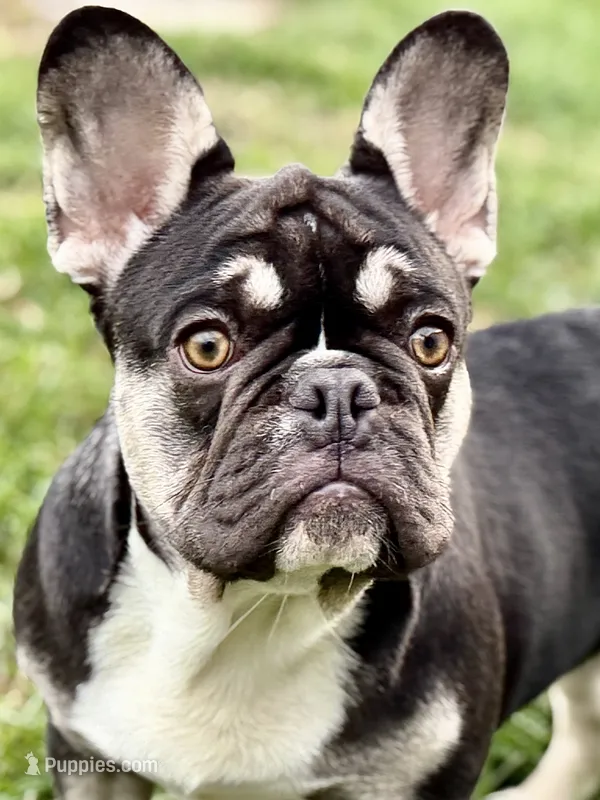 Marshall  – French Bulldog puppy for sale in Bristol, IN