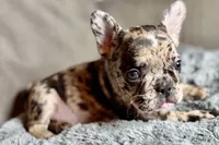 Heaven, a female French Bulldog for sale in Bristol, IN – 6 of 10