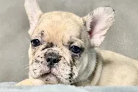 Hank, a male French Bulldog for sale in Bristol, IN – 5 of 9