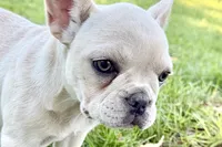 Skye, a female French Bulldog for sale in Bristol, IN – 3 of 10