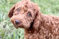 Waverley, a female Goldendoodle for sale in Bristol, IN – 6 of 10