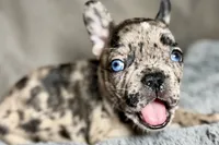 Hudson , a male French Bulldog for sale in Bristol, IN – 3 of 10