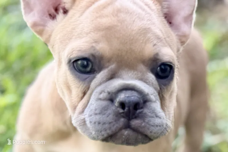 Coral – French Bulldog puppy for sale in Bristol, IN