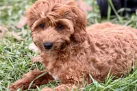 Waldo, a male Goldendoodle for sale in Bristol, IN – 5 of 9