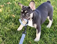 Marshall , a male French Bulldog for sale in Bristol, IN – 6 of 9
