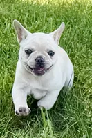 Skye, a female French Bulldog for sale in Bristol, IN – 5 of 10