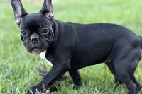 Queenie, a female Frenchton for sale in Bristol, IN – 3 of 9