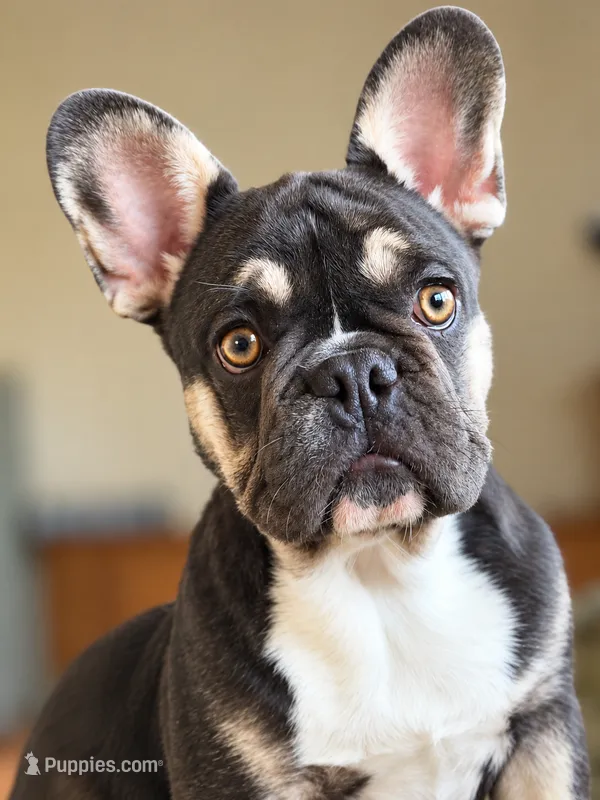Marshall  – French Bulldog puppy for sale in Bristol, IN