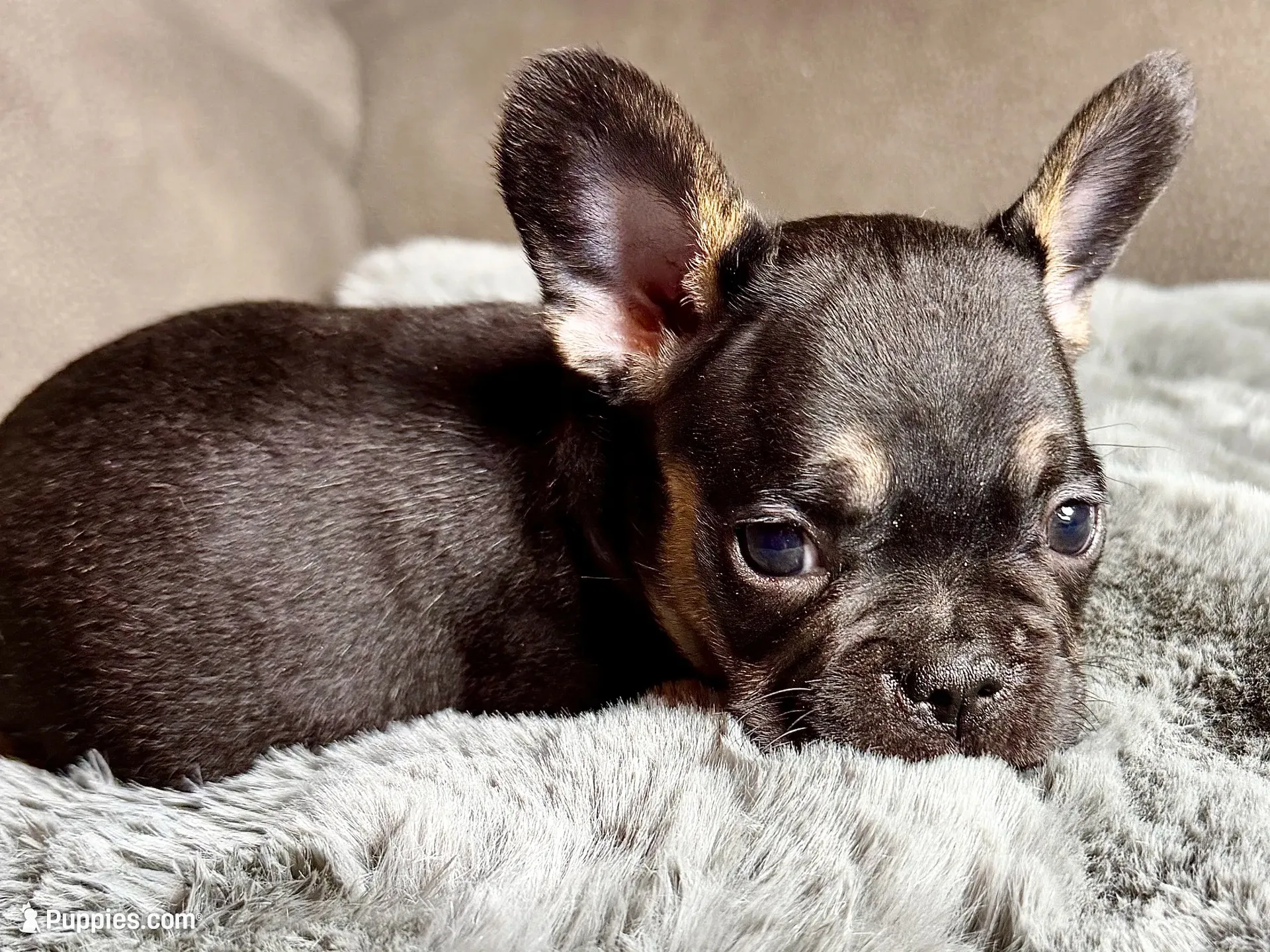 Harper, a female French Bulldog for sale in Bristol, IN – 10 of 10