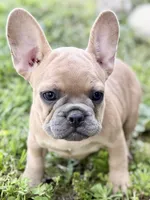 Coral, a female French Bulldog for sale in Bristol, IN – 7 of 10