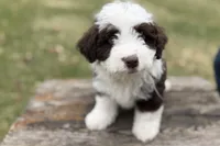 Gus, a male Aussiedoodle for sale in Wawaka, IN – Photo 8 of 10