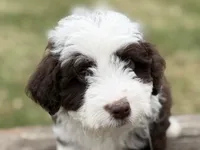 Gus, a male Aussiedoodle for sale in Wawaka, IN – Photo 2 of 10