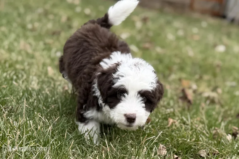 Gus – Aussiedoodle puppy for sale in Wawaka, IN