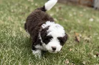 Gus, a male Aussiedoodle for sale in Wawaka, IN – Photo 1 of 10