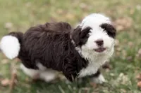 Gus, a male Aussiedoodle for sale in Wawaka, IN – Photo 3 of 10