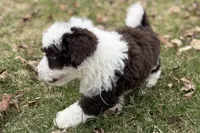 Gus, a male Aussiedoodle for sale in Wawaka, IN – Photo 10 of 10