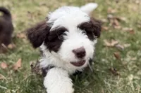 Gus, a male Aussiedoodle for sale in Wawaka, IN – Photo 4 of 10