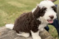 Gus, a male Aussiedoodle for sale in Wawaka, IN – Photo 9 of 10