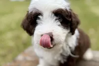 Gus, a male Aussiedoodle for sale in Wawaka, IN – Photo 5 of 10