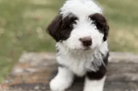 Gus, a male Aussiedoodle for sale in Wawaka, IN – Photo 7 of 10