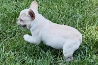 Skye, a female French Bulldog for sale in Bristol, IN – 3 of 10