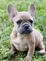 Coral, a female French Bulldog for sale in Bristol, IN – 6 of 10
