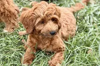 Waldo, a male Goldendoodle for sale in Bristol, IN – 2 of 9