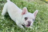 Stella, a female French Bulldog for sale in Bristol, IN – 6 of 8