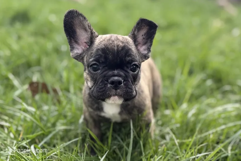 Abby – French Bulldog puppy for sale in Bristol, IN